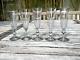 5 anciennes flutes à champagne en cristal XIXème Baccarat ou St Louis