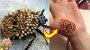Faites Attention Aux Piqures De Ces Insectes